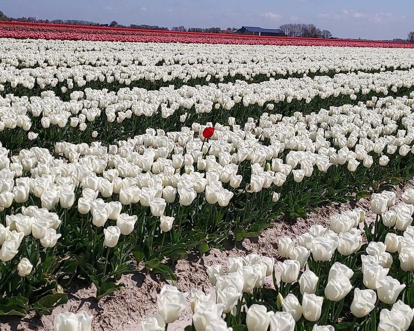 Denk je dat je de enige bent met stress? Rode tulp in veld witte tulpen bij blog over eenzaam gevoel
