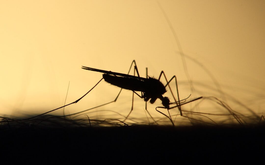 Natuurlijke bescherming: essentiële oliën tegen muggen en muggenbeten
